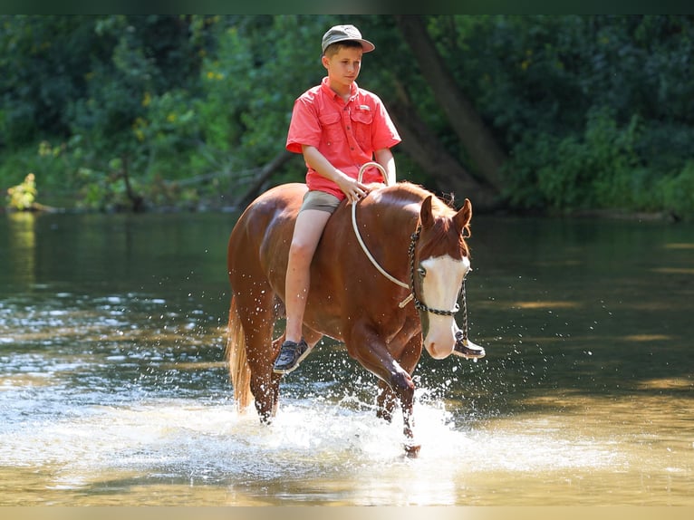 Quarter Pony Wallach 4 Jahre Rotfuchs in Quitman