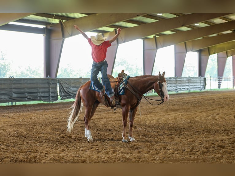 Quarter Pony Wallach 4 Jahre Rotfuchs in Quitman