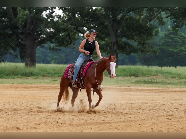 Quarter Pony Wallach 4 Jahre Rotfuchs in Quitman