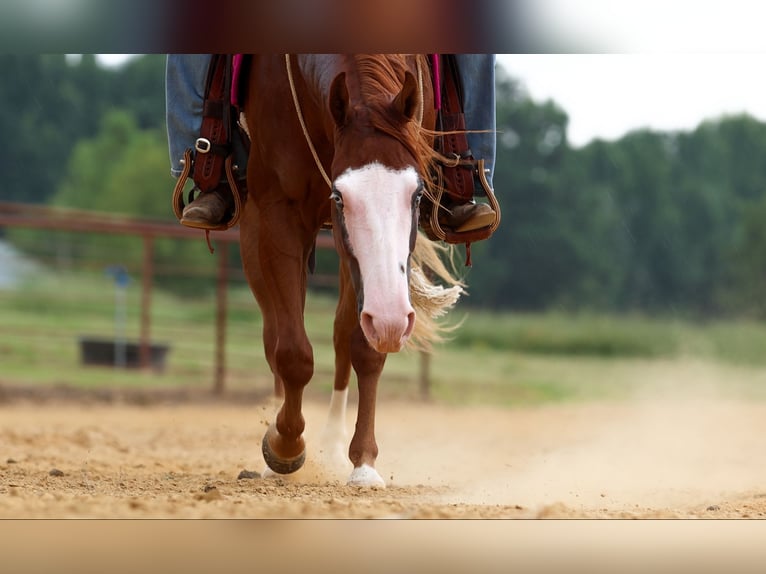 Quarter Pony Wallach 4 Jahre Rotfuchs in Quitman
