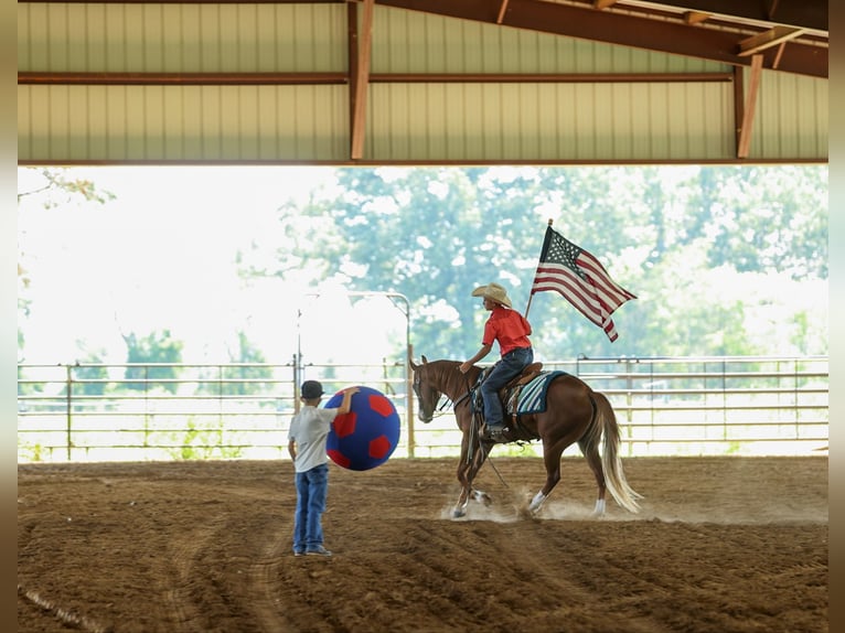 Quarter Pony Wallach 4 Jahre Rotfuchs in Quitman
