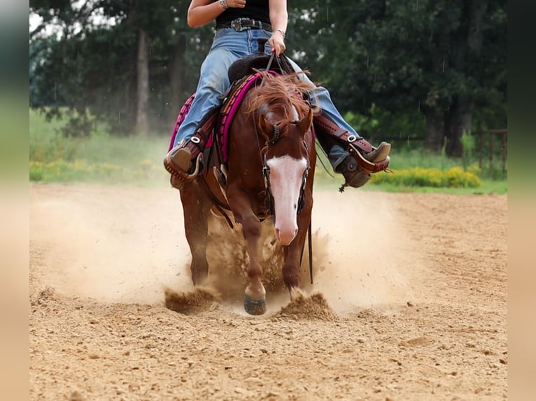 Quarter Pony Wallach 4 Jahre Rotfuchs in Quitman