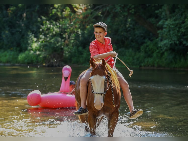 Quarter Pony Wallach 4 Jahre Rotfuchs in Quitman