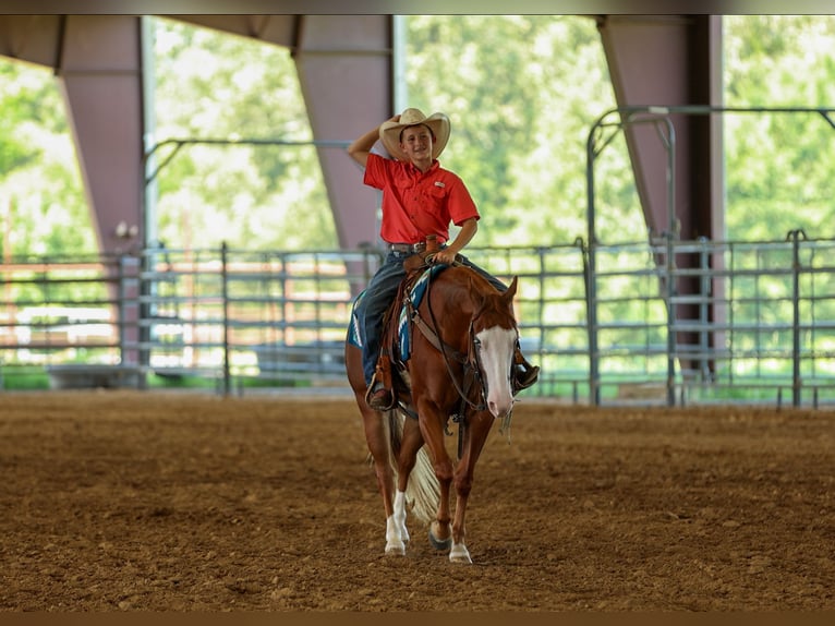 Quarter Pony Wallach 4 Jahre Rotfuchs in Quitman