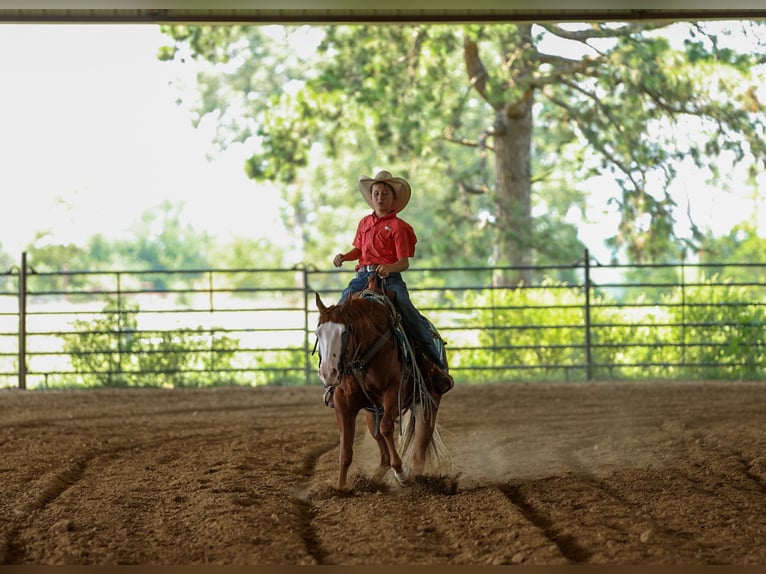 Quarter Pony Wallach 4 Jahre Rotfuchs in Quitman