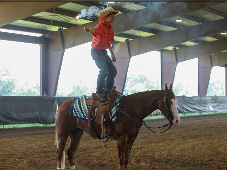 Quarter Pony Wallach 4 Jahre Rotfuchs in Quitman
