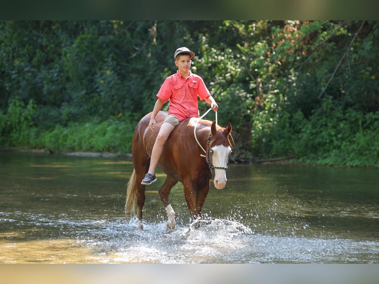 Quarter Pony Wallach 4 Jahre Rotfuchs in Quitman