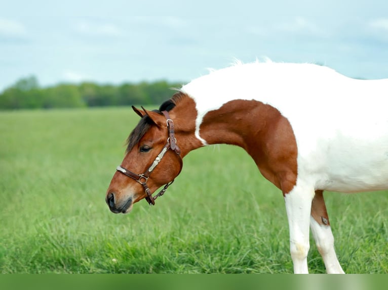 Quarter Pony Wallach 4 Jahre Schecke in Purdy, MO