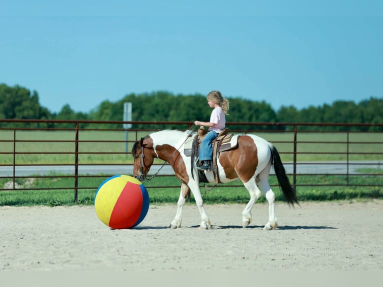 Quarter Pony Wallach 4 Jahre Schecke in Purdy