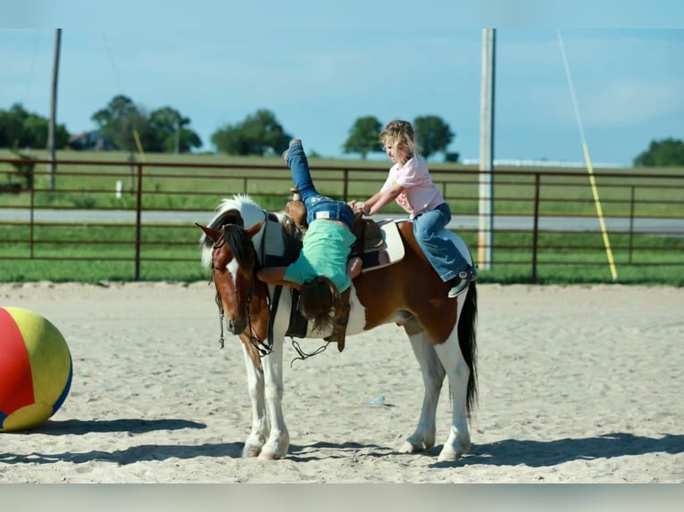 Quarter Pony Wallach 4 Jahre Schecke in Purdy