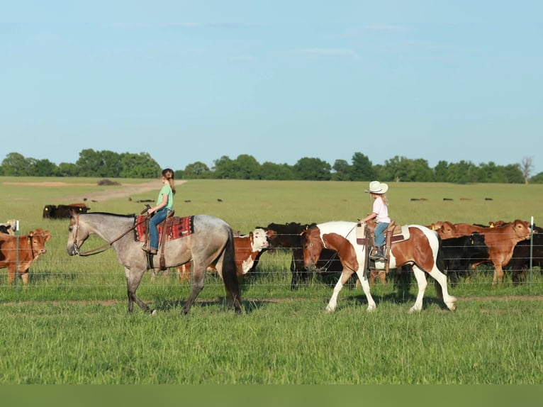 Quarter Pony Wallach 4 Jahre Schecke in Purdy