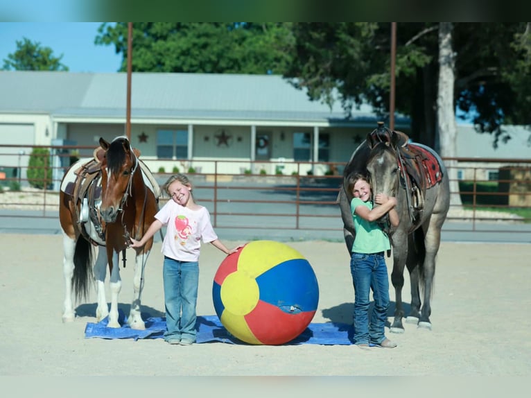 Quarter Pony Wallach 4 Jahre Schecke in Purdy