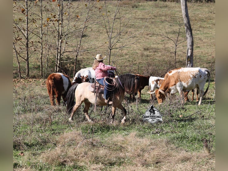 Quarter Pony Wallach 5 Jahre 117 cm Buckskin in Mount Vernon