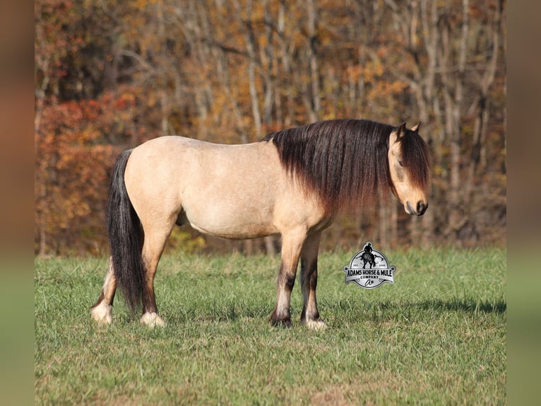 Quarter Pony Wallach 5 Jahre 117 cm Buckskin in Mount Vernon