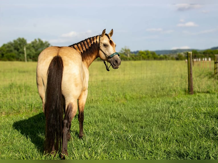 Quarter Pony Wallach 5 Jahre 132 cm Buckskin in Pulaski
