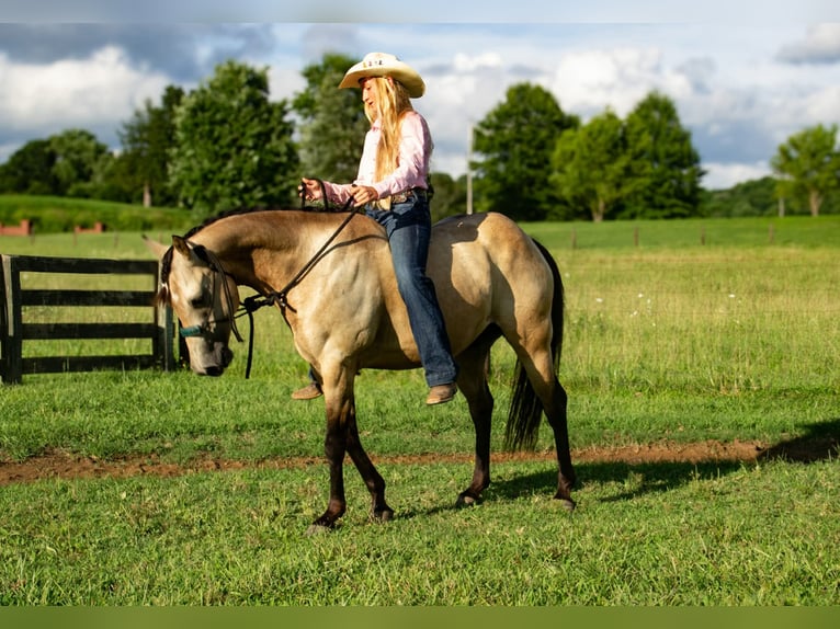 Quarter Pony Wallach 5 Jahre 132 cm Buckskin in Pulaski