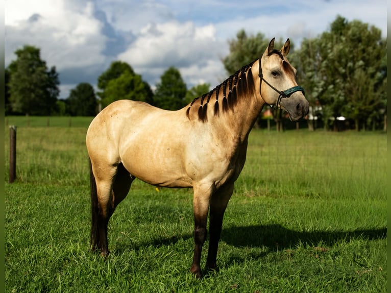 Quarter Pony Wallach 5 Jahre 132 cm Buckskin in Pulaski