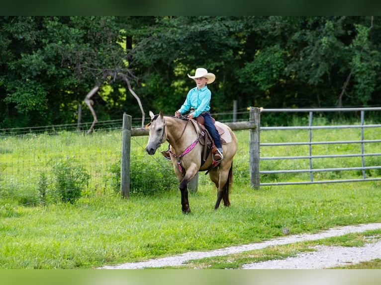 Quarter Pony Wallach 5 Jahre 132 cm Buckskin in Pulaski