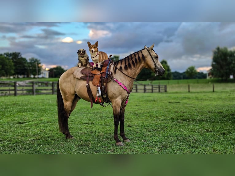 Quarter Pony Wallach 5 Jahre 132 cm Buckskin in Pulaski