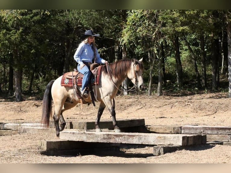 Quarter Pony Wallach 5 Jahre 137 cm Buckskin in Mount Vernon