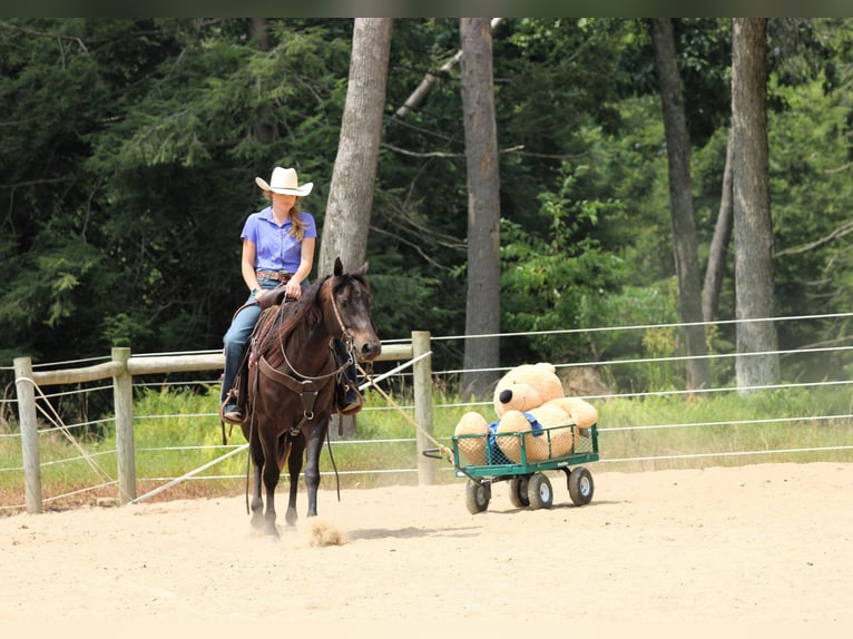 Quarter Pony Wallach 5 Jahre 147 cm Rappe in Clarion