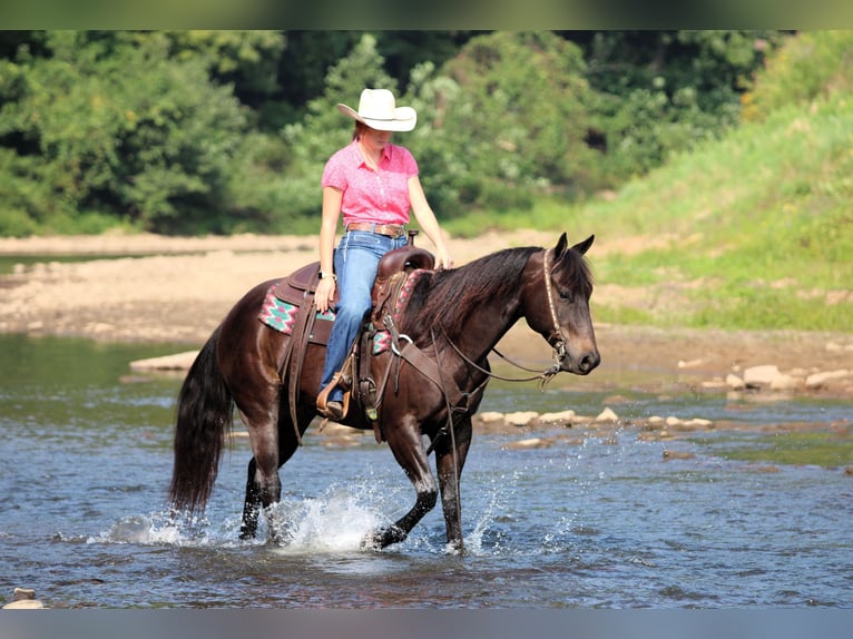 Quarter Pony Wallach 5 Jahre 147 cm Rappe in Clarion