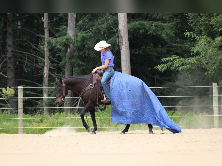 Quarter Pony Wallach 5 Jahre 147 cm Rappe in Clarion