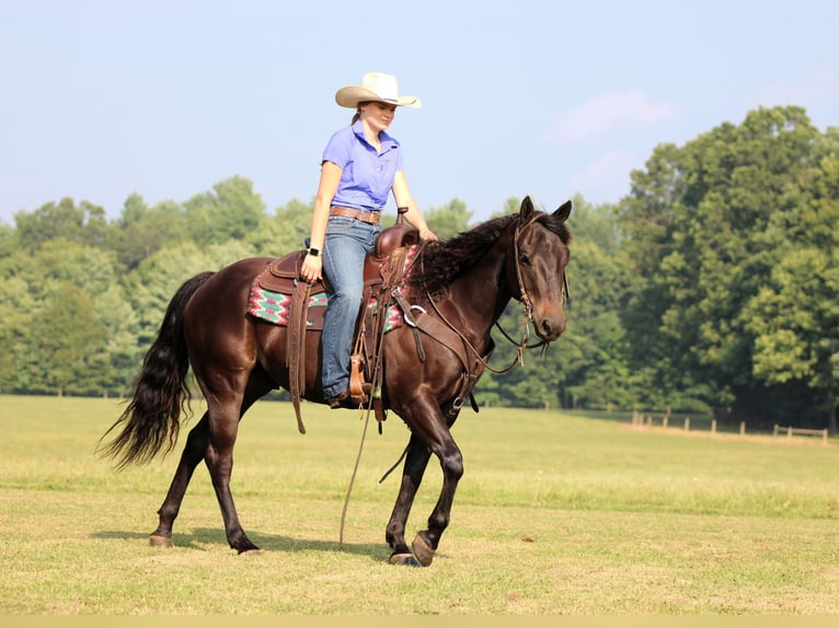 Quarter Pony Wallach 5 Jahre 147 cm Rappe in Clarion