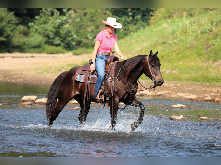 Quarter Pony Wallach 5 Jahre 147 cm Rappe in Clarion