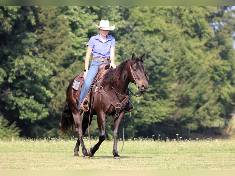 Quarter Pony Wallach 5 Jahre 147 cm Rappe in Clarion