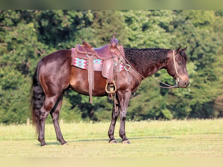 Quarter Pony Wallach 5 Jahre 147 cm Rappe in Clarion