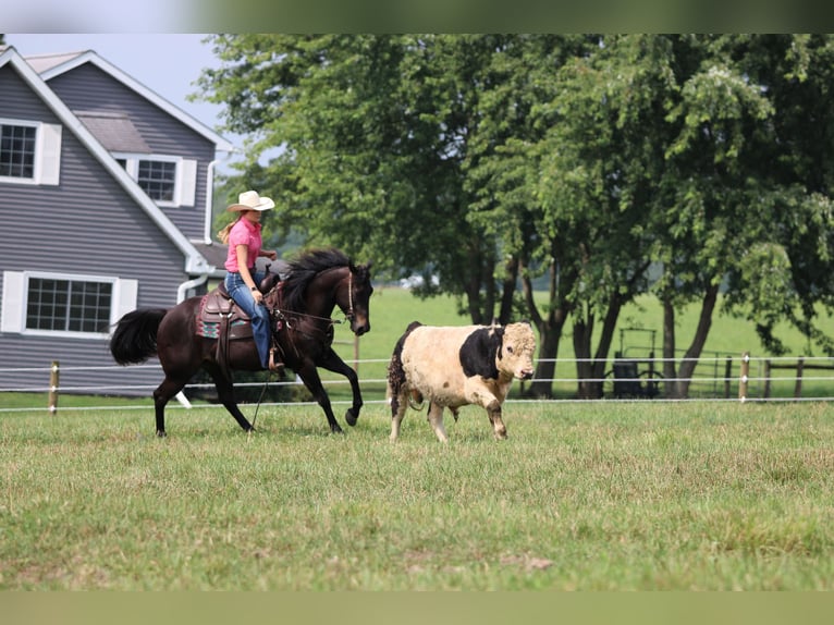 Quarter Pony Wallach 5 Jahre 147 cm Rappe in Clarion