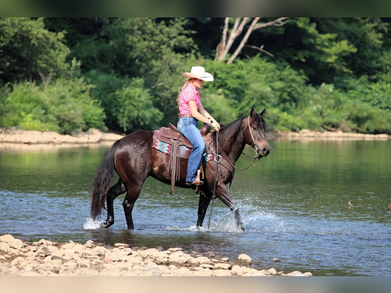 Quarter Pony Wallach 5 Jahre 147 cm Rappe in Clarion
