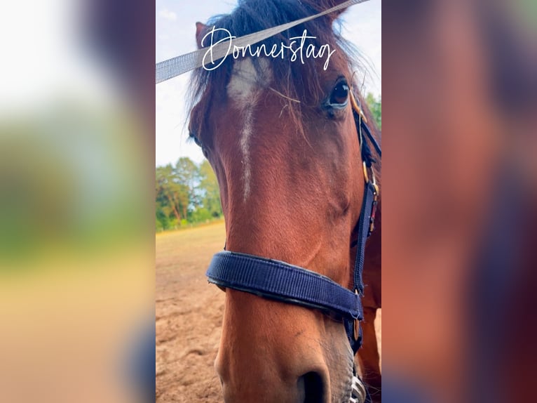 Quarter Pony Wallach 5 Jahre 148 cm Brauner in Templin