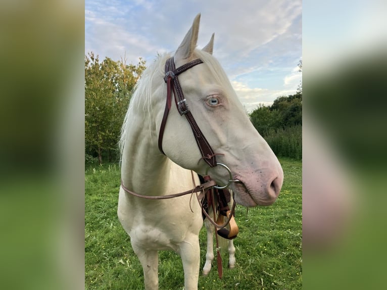 Quarter Pony Wallach 5 Jahre 152 cm Cremello in Peoria Heights