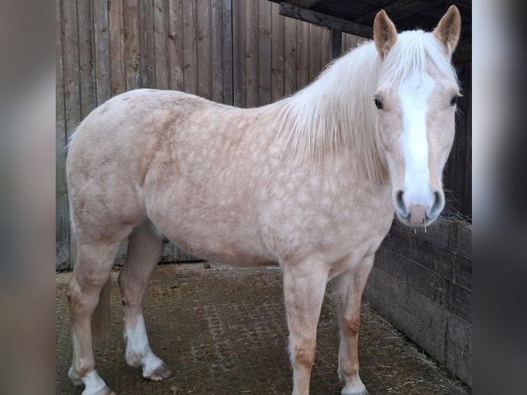 Quarter Pony Mix Wallach 5 Jahre 153 cm Palomino in Pyrbaum