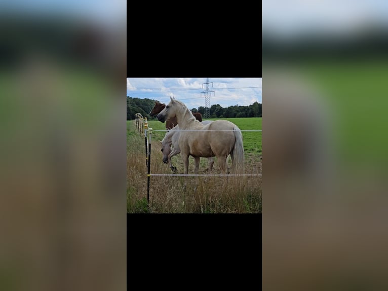 Quarter Pony Wallach 5 Jahre 155 cm Palomino in Waltrop