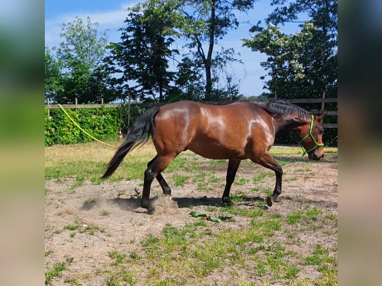 Quarter Pony Wallach 5 Jahre Brauner in Wintelre