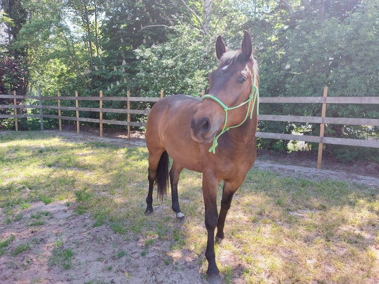 Quarter Pony Wallach 5 Jahre Brauner in Wintelre