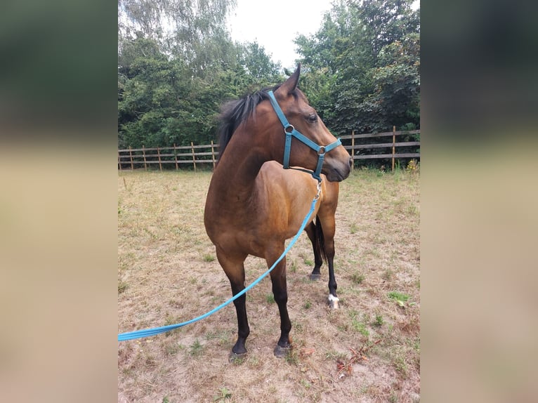 Quarter Pony Wallach 5 Jahre Brauner in Wintelre