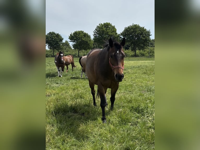 Quarter Pony Wallach 5 Jahre Brauner in Wintelre