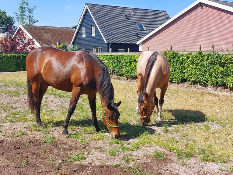 Quarter Pony Wallach 5 Jahre Brauner in Wintelre