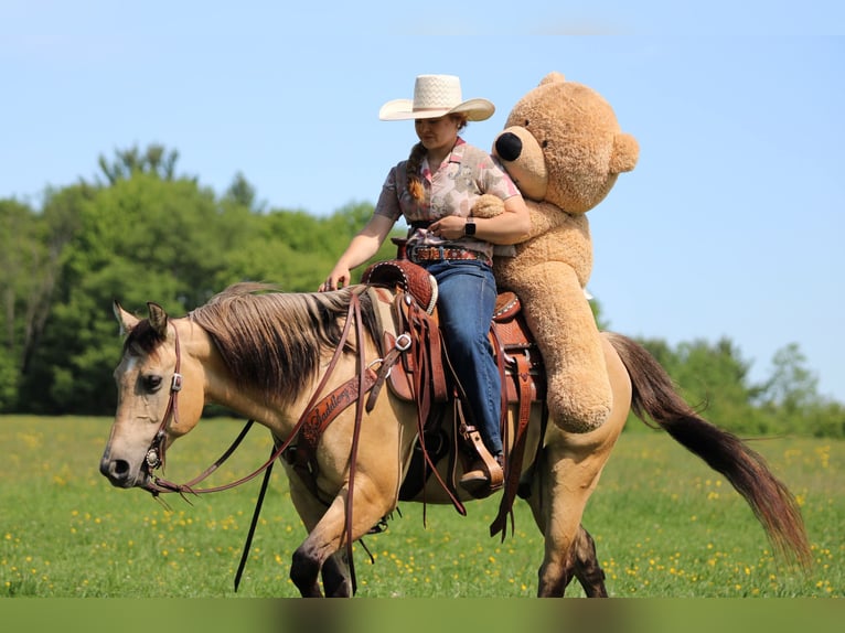 Quarter Pony Wallach 5 Jahre Buckskin in Clarion