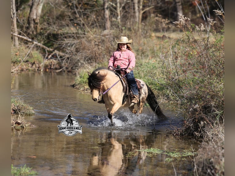 Quarter Pony Wallach 5 Jahre Buckskin in Mount Vernon