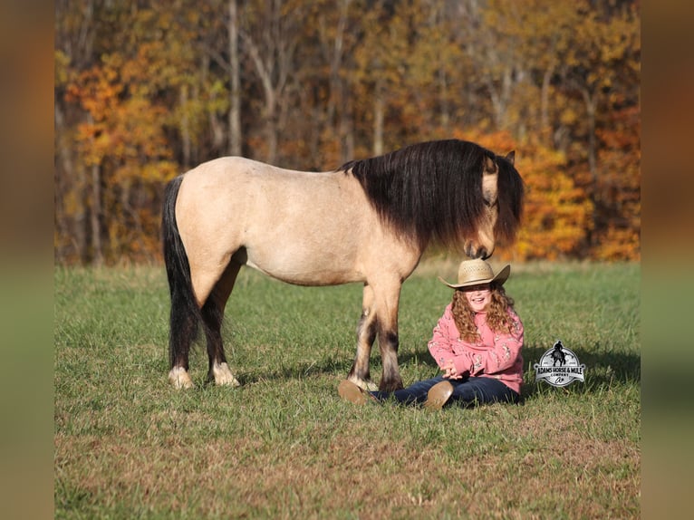 Quarter Pony Wallach 5 Jahre Buckskin in Mount Vernon