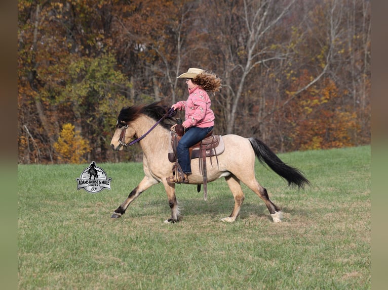 Quarter Pony Wallach 5 Jahre Buckskin in Mount Vernon