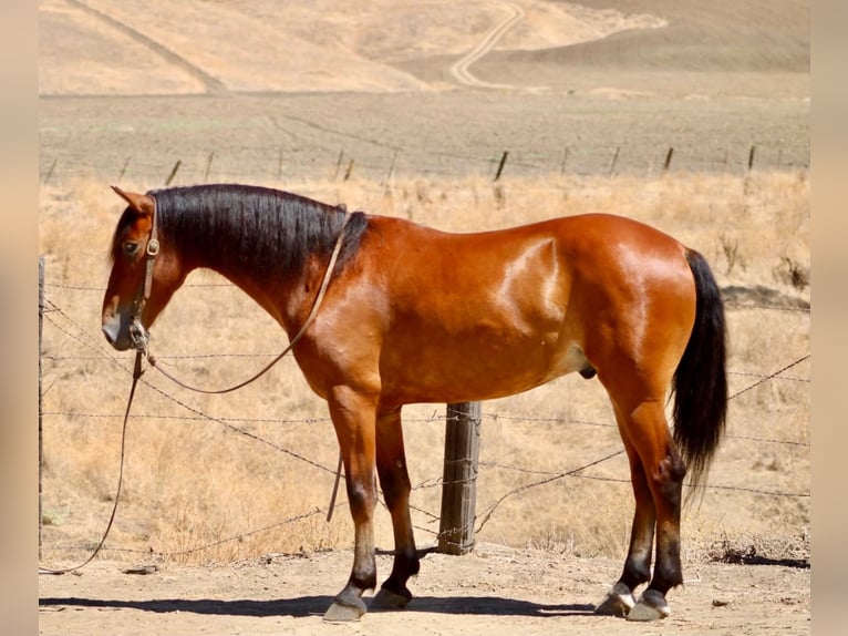 Quarter Pony Wallach 5 Jahre  in King City