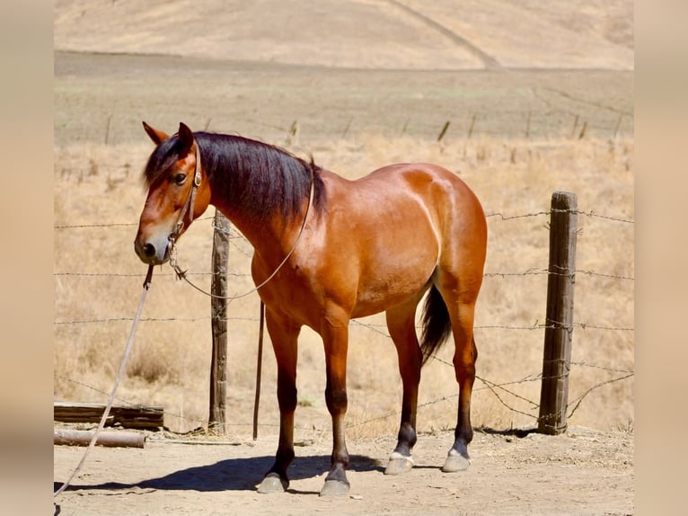 Quarter Pony Wallach 5 Jahre  in King City