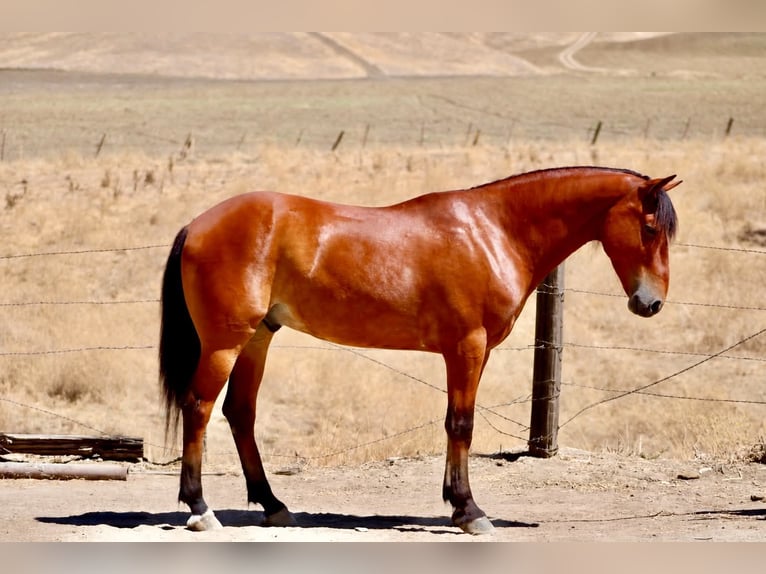 Quarter Pony Wallach 5 Jahre  in King City