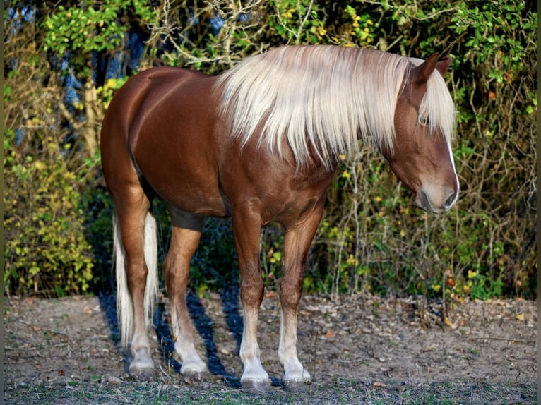 Quarter Pony Wallach 6 Jahre 135 cm Rotfuchs in Weatherford